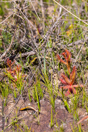 Drosera cistiflora in natural habitat south of Citrusdal, Western Cape of South Africa