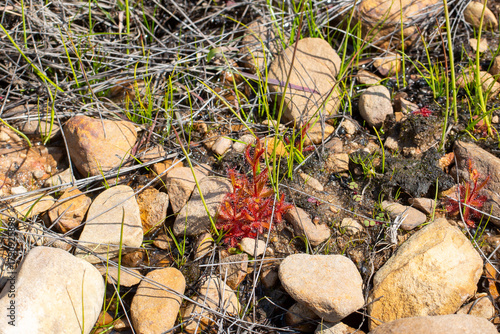 Drosera cistiflora in natural habitat south of Citrusdal, Western Cape of South Africa