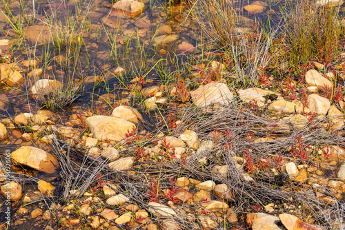 Drosera cistiflora in natural habitat south of Citrusdal, Western Cape of South Africa