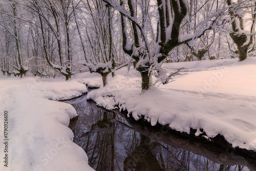 Otzarreta Forest, Gorbea Natural Park, Bizkaia, in a stunning winter scene, with snow covering the ground and the twisted, bare beech trees. Serene, moody, and magical Basque Country landscape