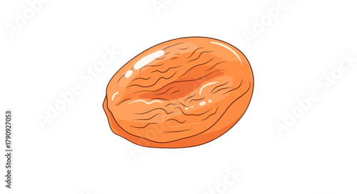 Vibrant Illustrated Walnut Isolated on Black Showing Texture and Detail for Designs