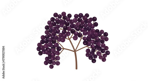Vibrant Illustration of Elderberries on White Background for Design Purpose