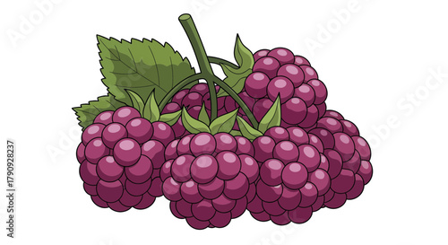 Vibrant Illustration of Fresh Blackberries Isolated On White, Perfect For Design Use