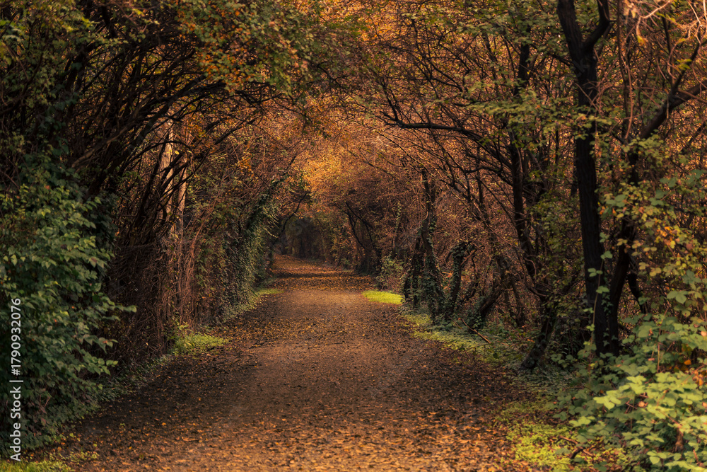 Naklejka premium Autumn leaves background, no people are visible.
