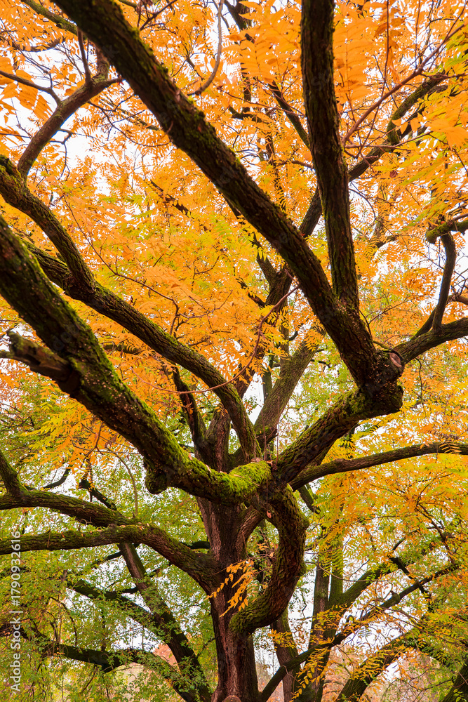 Fototapeta premium Autumn leaves background, no people are visible.