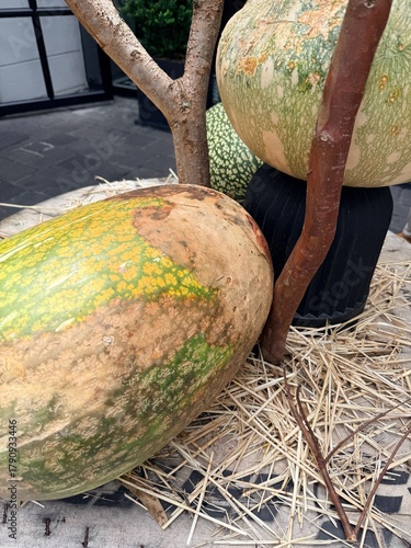 Calabaza