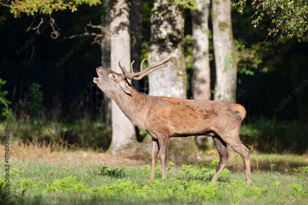 Fototapeta premium Red deer stag bellowing in a clearing at the edge of a forest during the rut. Cervus elaphus, Réserve de la Haute-Touche, Azay le Ferron, Indre 36, région Centre Val de Loire, France, Europe