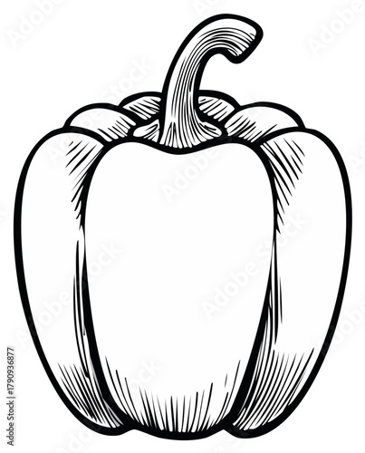 Fresh Bell Pepper Paprika Vegetable Outline Illustration Engraving Style Simple Food Drawing