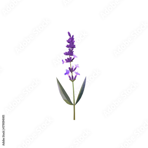 Very Simple flat 2D illustration of lavender sprig branch isolated on a white background, vector mint leaves branch icon set, simple design in a flat design