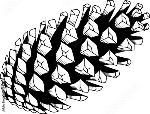Detailed monochrome illustration presents an intricate pine cone on a clean white backdrop

