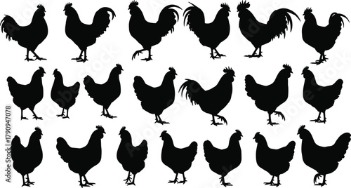 Collection of chicken and rooster silhouettes in various poses, farm animal illustration for poultry design, agriculture concept, vector graphic art