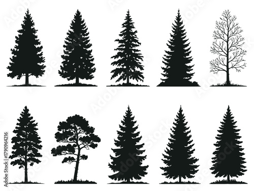 A collection of silhouette illustrations of various coniferous trees and one deciduous tree.