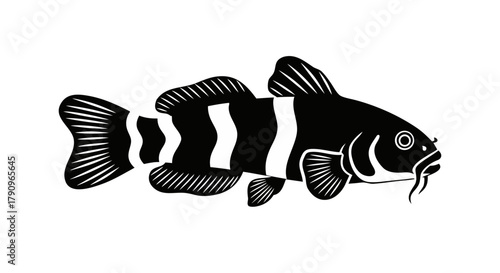 Banded Loach Silhouette: A striking black and white silhouette of a banded loach, showcasing the distinctive striped pattern of the fish and its unique physical features. 