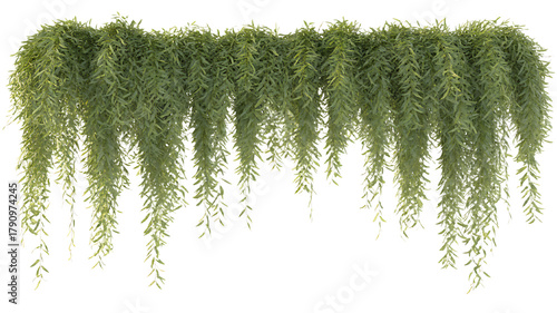 Lush green hanging vines cascade against a dark background