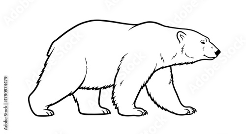 Illustration of a polar bear in black and white walking to the right on a white background