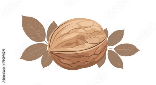 Natural Walnut nut And Brown Leaves Arrangement On Bright White Background For Design