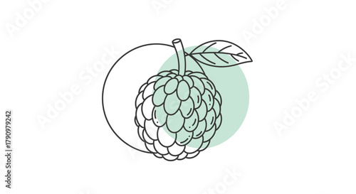 Minimalist Custard Apple Illustration on a White Background with Green Circle