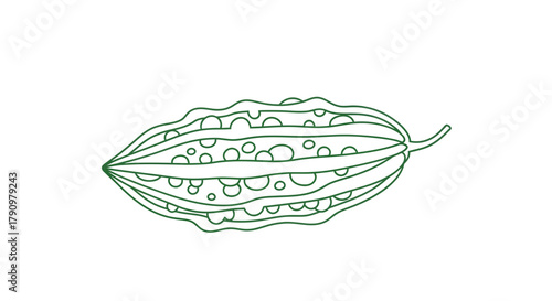 Minimalist Drawn Bitter Melon Pod Outline Isolated On White Background With Fine Lines