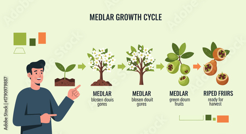 Medlar Fruit Growth Cycle Displayed With Informative Graphics And A Helpful Presenter