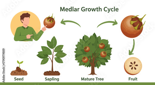 Medlar Fruit Growth Diagram Illustrating Stages of Life in Detailed Illustrated Form