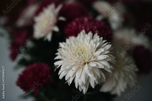 Dramatic close-up of white and deep red chrysanthemums (mums) with moody lighting and soft focus, conveying feelings of autumn, elegance, memory, and sympathy