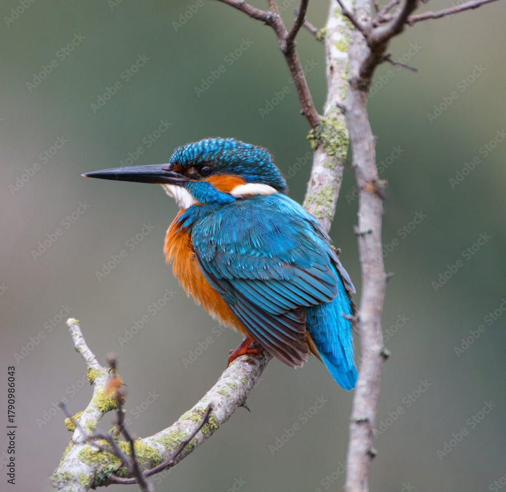 Obraz premium martin pescatore, Alcedo atthis