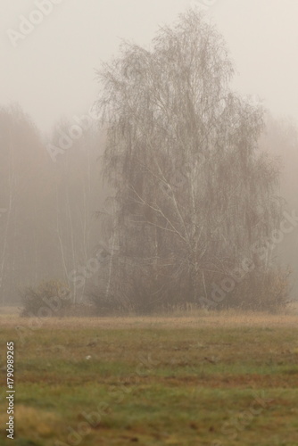 Poranna mgła nad łąką 