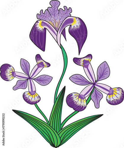 Vector illustration or a purple and yellow bearded iris (Iris × germanica).
