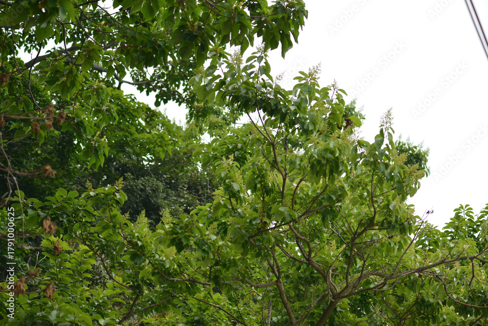 Fototapeta premium Ehretia acuminata var obovata, a deciduous tall tree species of the Boraginaceae family, growing up to 15 meters, blooming with white flowers in summer and bearing brown fruits in autumn.