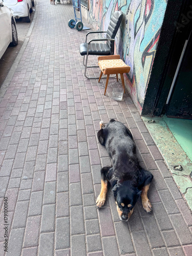 Fototapeta Naklejka Na Ścianę i Meble -  A black and tan dog is lying stretched out and resting on the red brick pavement of a narrow, colorful alleyway next to a graffiti-covered wall, an old chair, and a small stool.