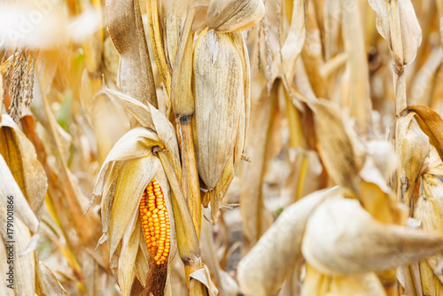 Ripe corn cob in dry husk on stalk. Close-up of golden corn cob on dry stalk in field, symbolizing autumn harvest and rural agriculture.