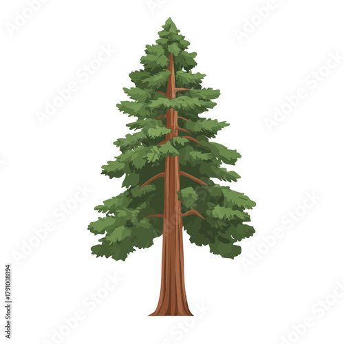 Sequoia Tree illustrated in a clean 2D flat vector style, minimal and modern, isolated on a white background.