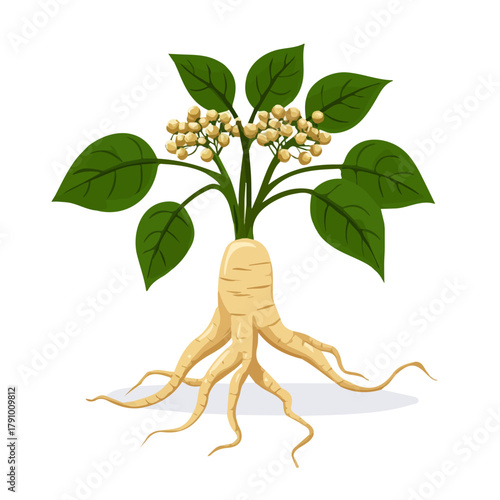2D flat vector illustration of Siberian Ginseng, clean and minimal icon style, isolated on white background.
