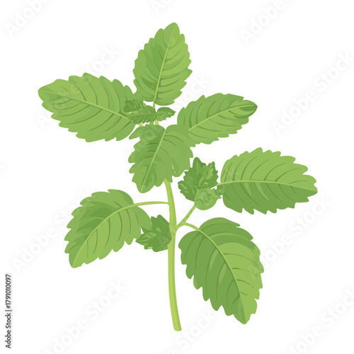 2D flat vector illustration of Lemon Balm, clean and minimal icon style, isolated on white background.