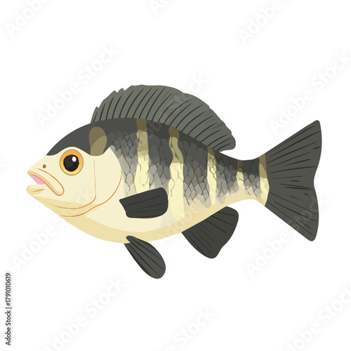 Tilapia illustrated in a clean 2D flat vector style, minimal and modern, isolated on a white background.