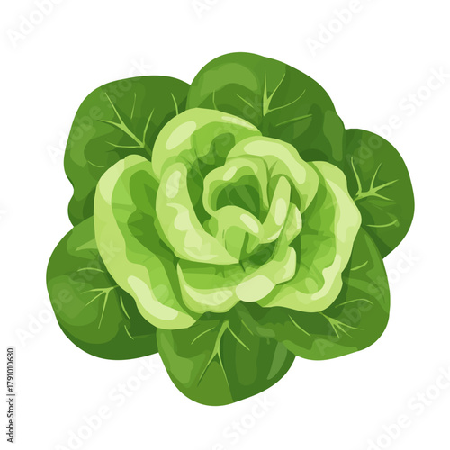 Simple flat 2D vector graphic of Lettuce, modern icon look, displayed on a pure white background.