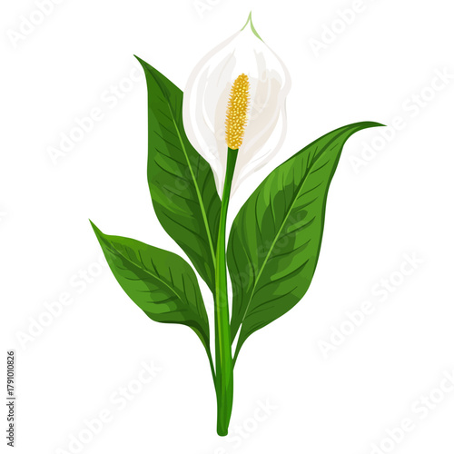 Peace Lily in a clean 2D flat vector icon style, minimal and simple, set on a plain white background.