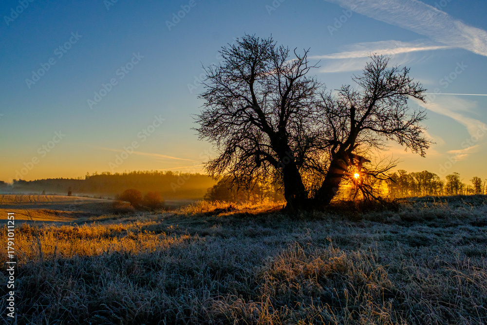 Fototapeta premium Baum im Gegenlicht Sonnenaufgang mit Lichtstimmung