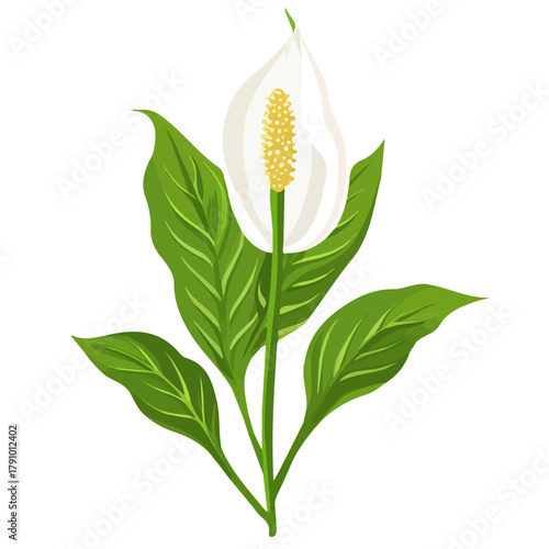 Minimal 2D vector illustration of Peace Lily in flat icon style on a plain white background.