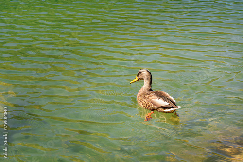 kaczka pływająca po zielonym stawie - gory Tatry, Polska