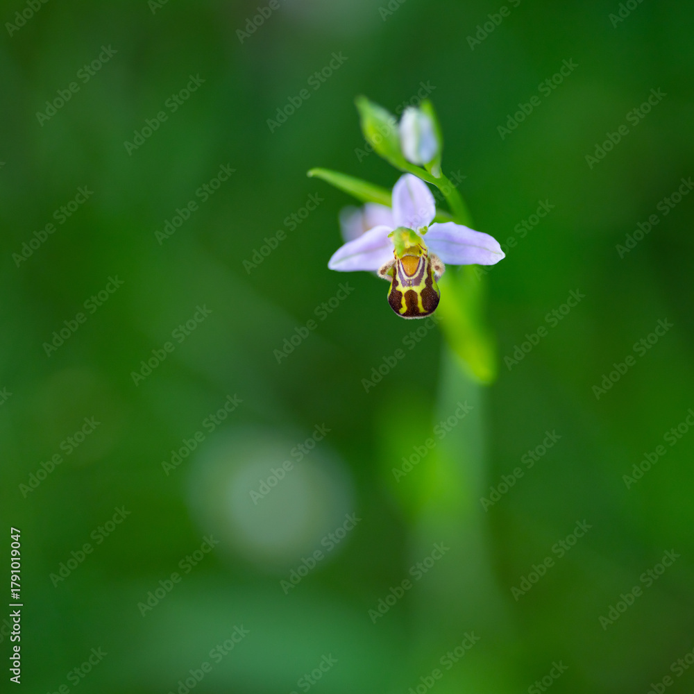 Fototapeta premium Orchid, small details of nature. Cantabria. Spain. Europe