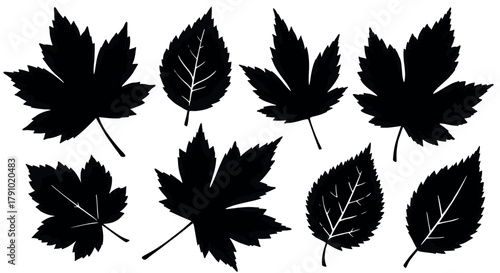 Black silhouette of maple and birch leaves in various orientations. minimalist leaf shapes for nature, botanical, and design concepts.