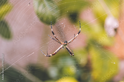 Spider on web in natural environment macro photography