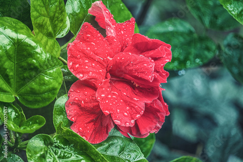 Red hibiscus flower with rain drops