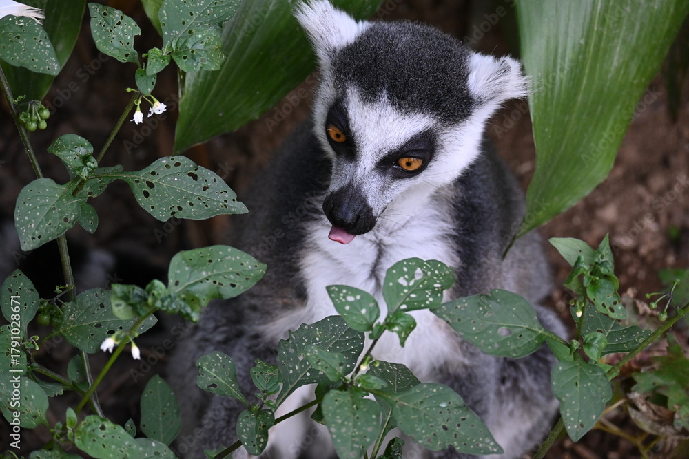 Obraz premium Ring-tailed lemur sitting in the forest surrounded by green leaves