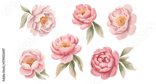 Watercolor pink peony flower collection. Botanical peony blossoms in pastel pink watercolor on isolated white background.