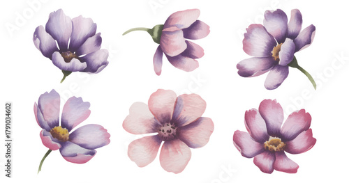 Purple crocus flowers painted in soft watercolor tones. Botanical watercolor crocus collection in delicate lilac hues.