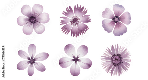 Soft violet watercolor flowers with hand painted texture.