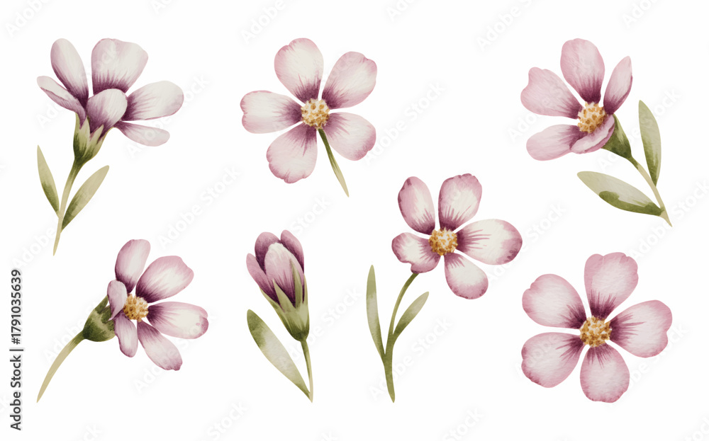 Obraz premium Purple crocus flowers painted in soft watercolor tones. Botanical watercolor crocus collection in delicate lilac hues. 