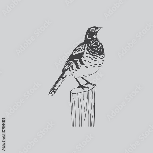 A detailed black and white illustration depicts a spotted bird perched elegantly on a wooden post